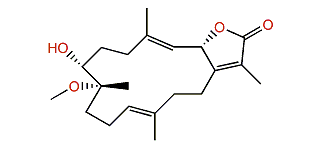 Trochelioid B